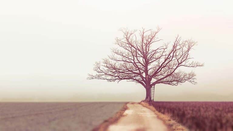 A lone, bare tree with a wooden ladder leaning against its trunk