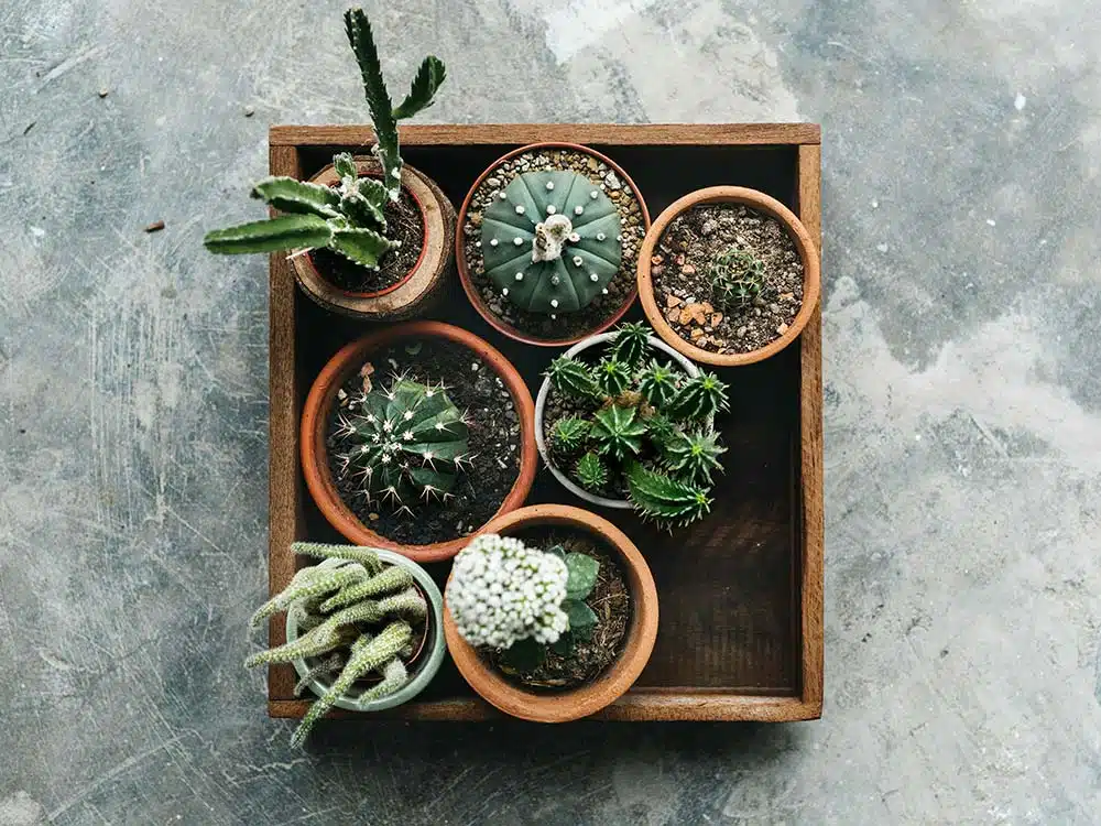 Different Kinds of Cactus