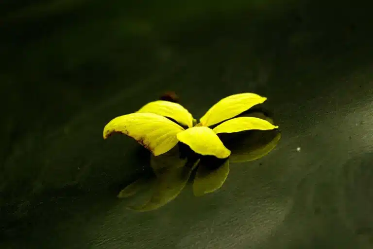 A Single Yellow Flower Floats on Dark Water