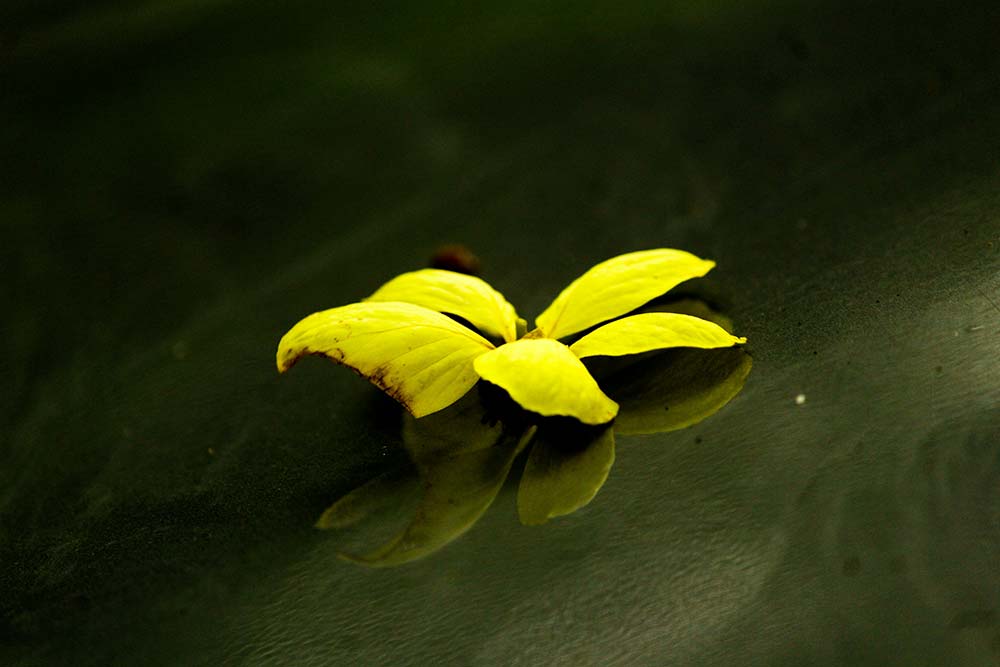 A Single Yellow Flower Floats on Dark Water