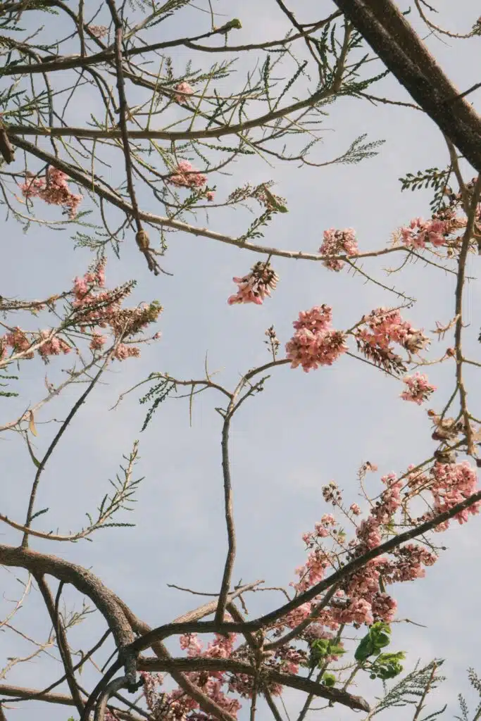 pink flowers bloom on branches against a pale blue sky