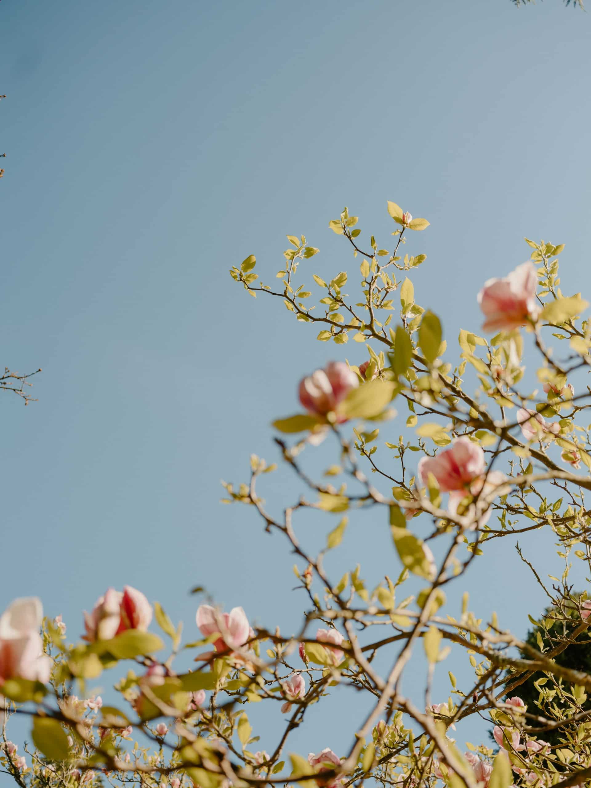 pink magnolia flowers bloom against a clear blue sky