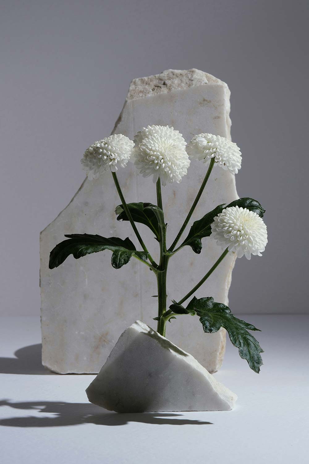 white chrysanthemums arranged with marble stones