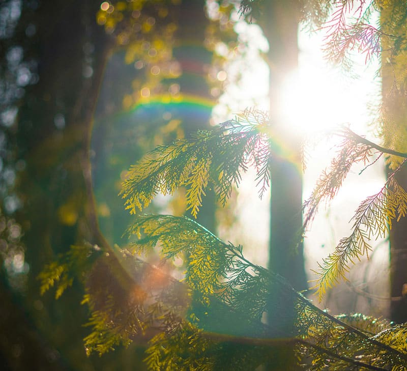 A green tree under sunset