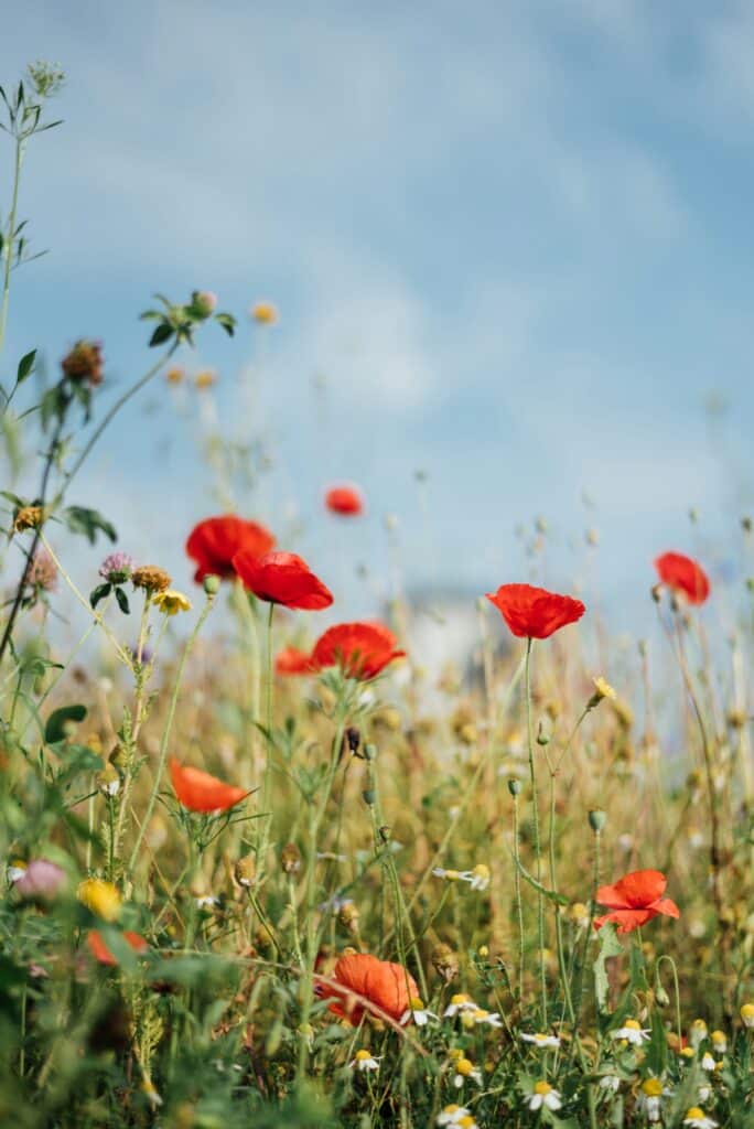 A field full of red and yellow flowers