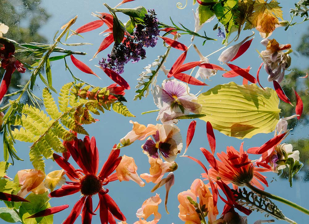 colorful flowers and leaves floating