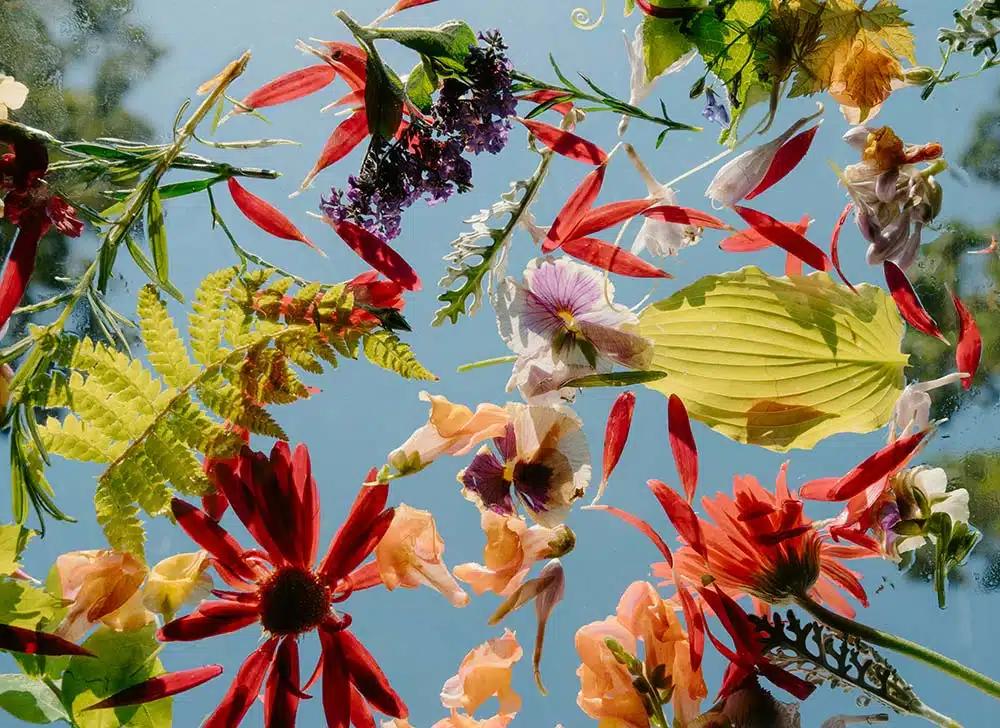 colorful flowers and leaves floating