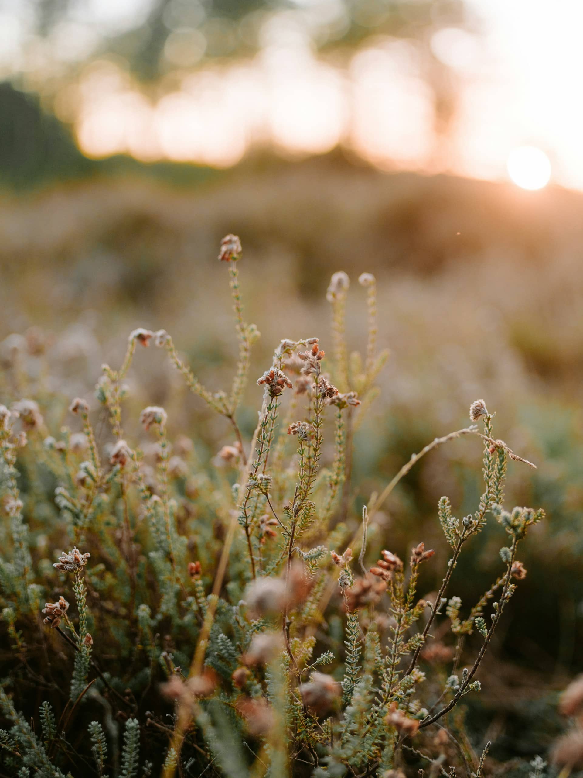 sun-sets-over-a-field-of-dry-plants