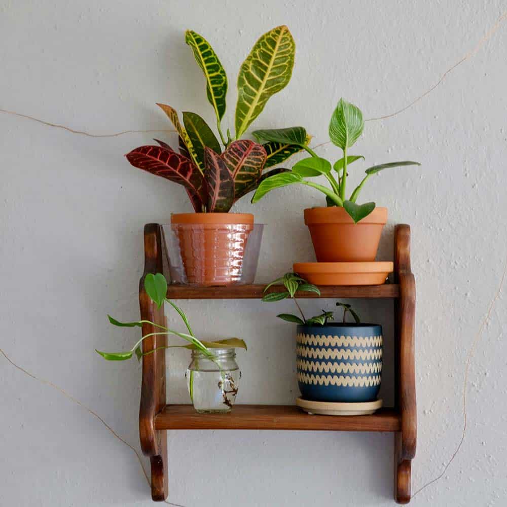 Green potted plant on a brown wooden shelf.