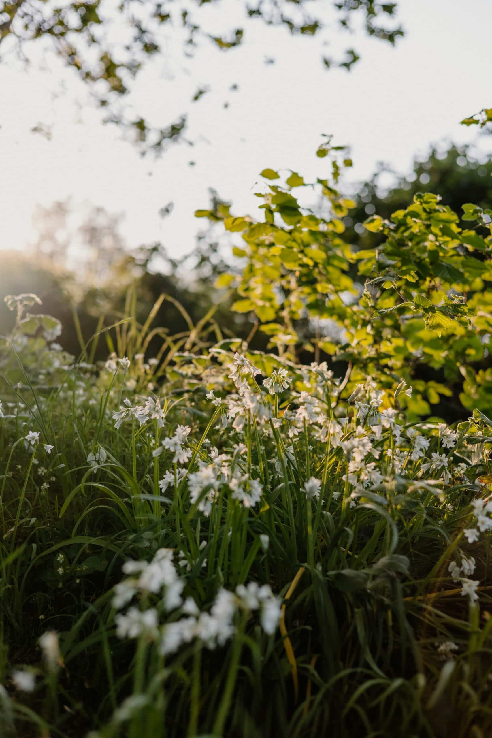 White wildflowers bloom in the sunny meadow
