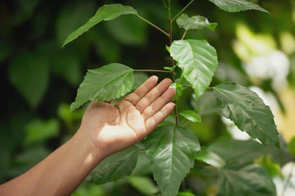 A hand gently touching fresh green leaves on a plant.