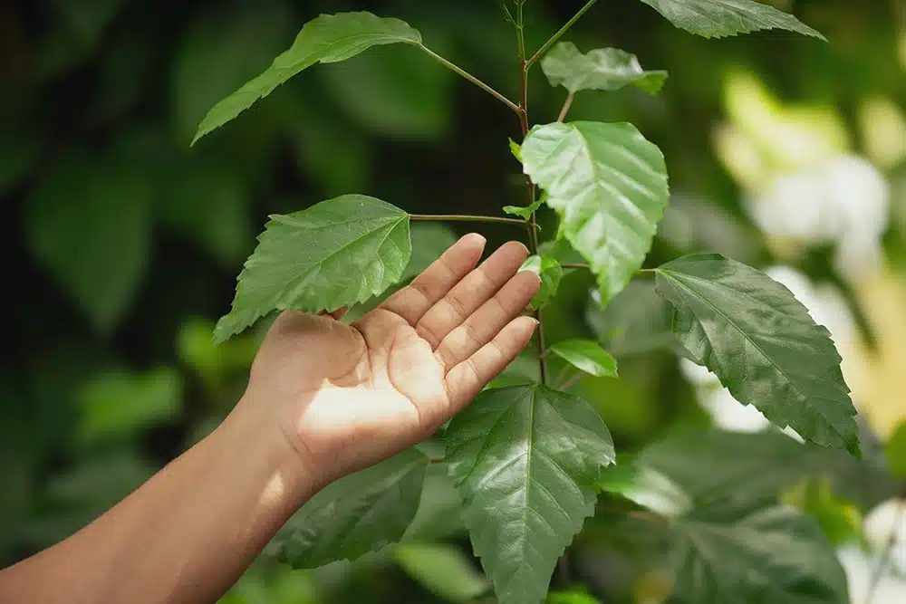 A hand gently touching fresh green leaves on a plant.