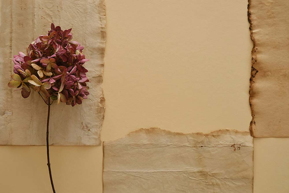 Dried flower on aged parchment paper.