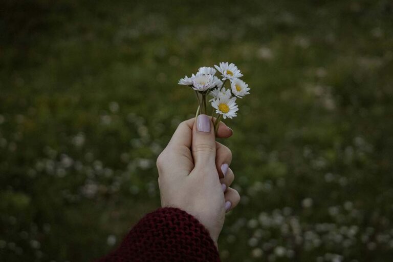 Hand holding a small white flower