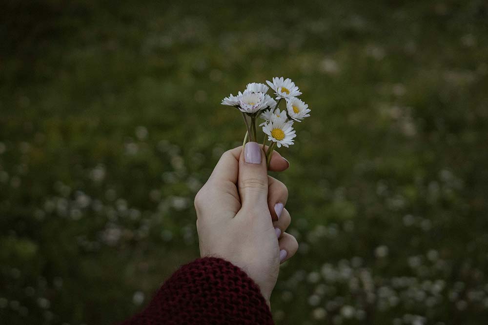 Hand holding a small white flower